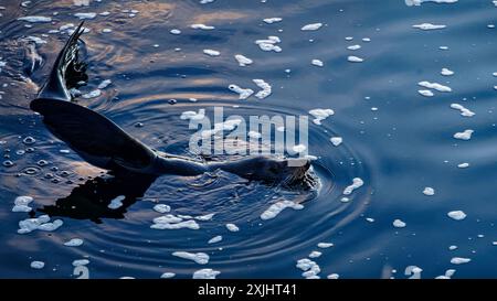 Una foca pelliccia neozelandese a diversi chilometri dall'oceano nel fiume Motueka, Motueka, distretto di Tasman, isola meridionale, Aotearoa / nuova Zelanda Foto Stock