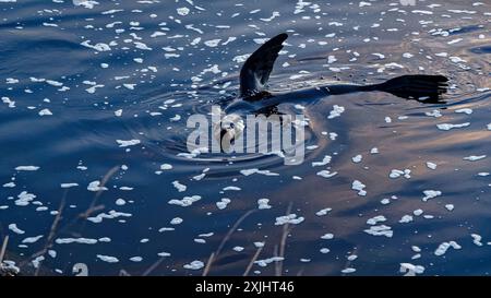 Una foca pelliccia neozelandese a diversi chilometri dall'oceano nel fiume Motueka, Motueka, distretto di Tasman, isola meridionale, Aotearoa / nuova Zelanda Foto Stock