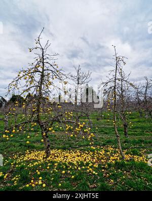 Spreco di cibo. Imperfetto, imperfetto o semplicemente del colore sbagliato per i supermercati, le mele non raccolte cadute e marciscono sul terreno sotto gli alberi di mele Foto Stock