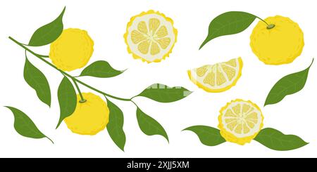 Frutta yuzu disegnata a mano. Set di frutti Yuzu isolati su sfondo bianco Illustrazione Vettoriale