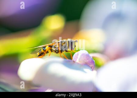 Una foto macro molto ravvicinata che cattura un hoverfly arroccato su un vivace petalo Wisteria sinensis durante il sole, mostrando dettagli intricati. Foto Stock