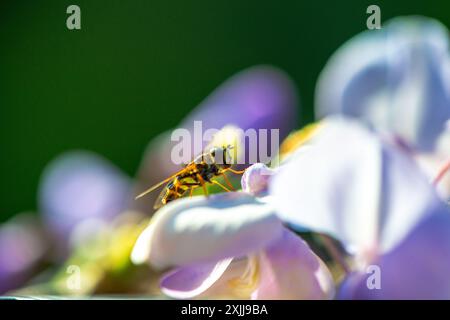 Una foto macro molto ravvicinata che cattura un hoverfly arroccato su un vivace petalo Wisteria sinensis durante il sole, mostrando dettagli intricati. Foto Stock