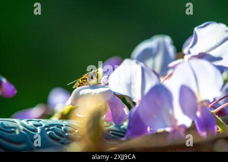 Una foto macro molto ravvicinata che cattura un hoverfly arroccato su un vivace petalo Wisteria sinensis durante il sole, mostrando dettagli intricati. Foto Stock