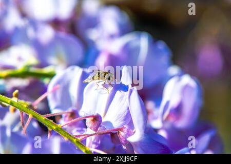 Una foto macro molto ravvicinata che cattura un hoverfly arroccato su un vivace petalo Wisteria sinensis durante il sole, mostrando dettagli intricati. Foto Stock