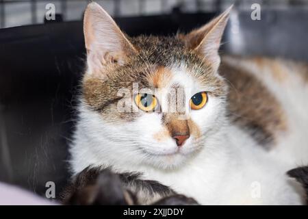 Nella gabbia si trova un grazioso gatto calico con occhi gialli vibranti, che incarna l'essenza della bellezza e della grazia felina Foto Stock