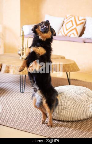 C'è un cane in piedi sulle sue gambe posteriori in un accogliente soggiorno, con caratteristiche come pavimento, legno, un divano e la coda Foto Stock