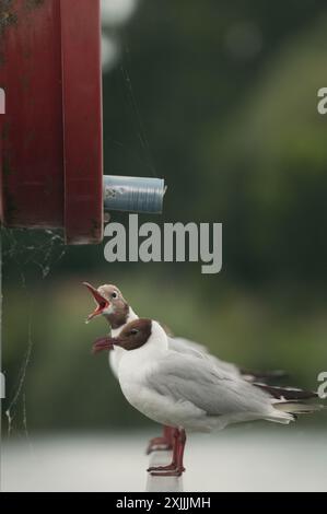 Héron e mouette rieuse Foto Stock