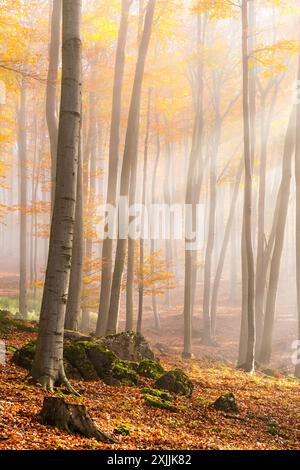 Giornata lunare con i raggi del sole nella foresta autunnale dei piccoli Carpazi, tavolozza di colori autunnali, sfumature arancioni e dorate di foglie di faggio Foto Stock