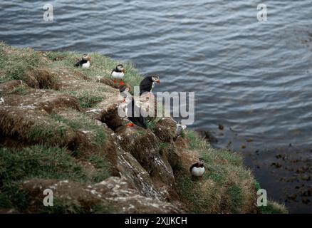 Gruppo di pulcinelle di mare atlantiche (Fratercula arctica) arroccate sulla scogliera Foto Stock