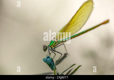 Dettaglio ravvicinato di una libellula dal corpo verde metallico appollaiata su un ramo sotto il sole estivo Foto Stock