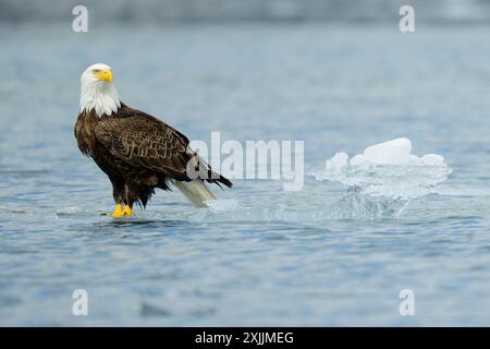 Aquila calva arroccata su ghiaccio galleggiante nei fiordi di Kenai in Alaska Foto Stock