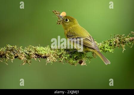 Flycatcher giallastro con falena nella foresta nuvolosa di Panama Foto Stock