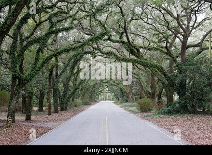 Strada alberata con rami ad arco a Magnolia Springs, Alabama Foto Stock