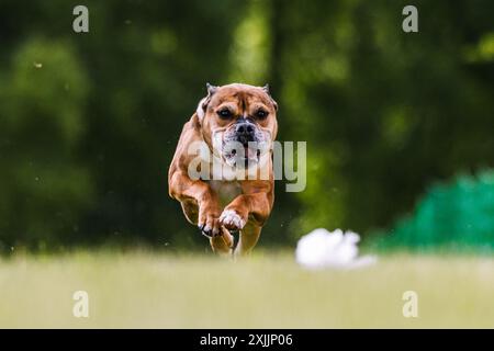 Staffordshire Bull Terrier Running Lure Coursing Dog Sport Foto Stock