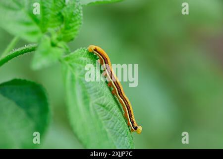 Close-up di caterpillar sulla lamina Foto Stock