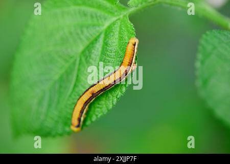 Close-up di caterpillar sulla lamina Foto Stock