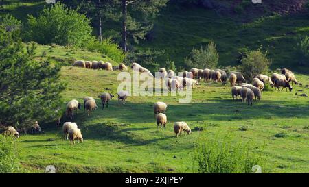 Un agnello di pecora mammifero nella natura verde Foto Stock