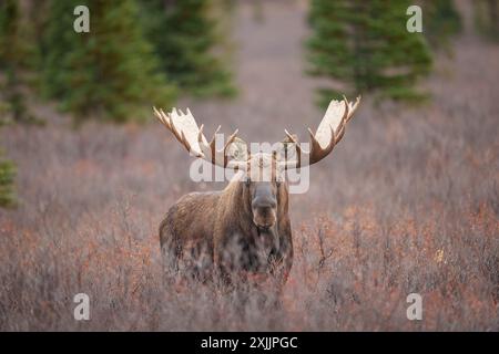 Alaska Bull Moose durante Rut a Denali Foto Stock