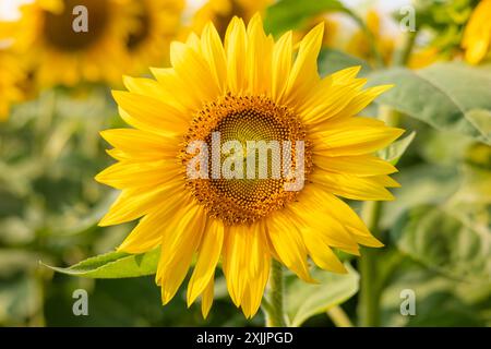 Primo piano dettagliato della testa di girasole, che mostra la sequenza di Fibonnaci. Foto Stock