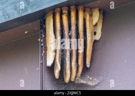 Nido d'ape di miele selvatico che mostra la struttura a nido d'ape (Apis mellifera beehive naturale) sotto le grondaie di un edificio, Regno Unito Foto Stock