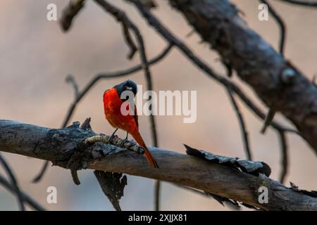 Minivet maschio a coda lunga (Pericrocotus ethologus) a Binsar in Uttarakhand, India Foto Stock