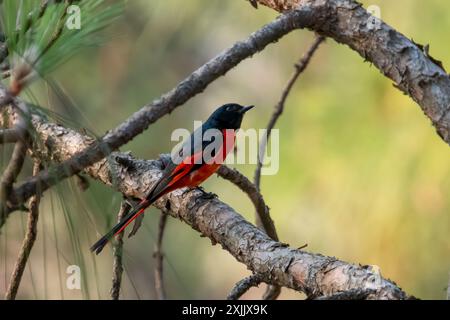 Minivet maschio a coda lunga (Pericrocotus ethologus) a Binsar in Uttarakhand, India Foto Stock