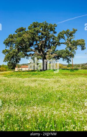 casa sotto una quercia da sughero, Quercus suber (quercia da sughero mediterranea), villaggio di Joao Pires, Beira alta, Portogallo. Foto Stock