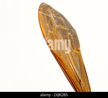 Ala degli insetti in uno straordinario primo piano. Intricati schemi di architettura naturale. Fragilità e delicatezza in un unico fotogramma. Foto su sfondo bianco. Foto Stock