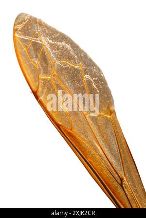 Ala degli insetti in uno straordinario primo piano. Intricati schemi di architettura naturale. Fragilità e delicatezza in un unico fotogramma. Foto su sfondo bianco. Foto Stock