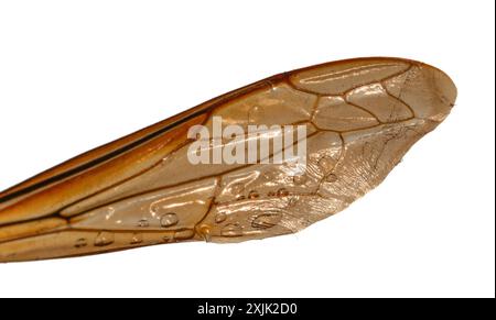 Ala degli insetti in uno straordinario primo piano. Intricati schemi di architettura naturale. Fragilità e delicatezza in un unico fotogramma. Foto su sfondo bianco. Foto Stock