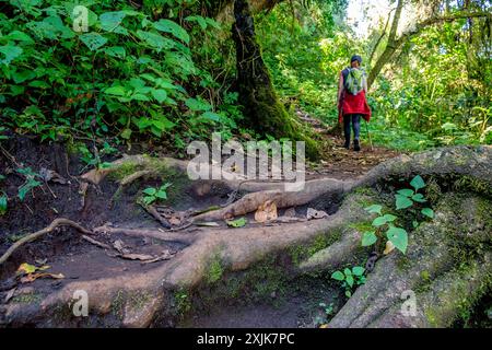 ascensione al vulcano San Pedro 3020 m. parco ecologico del vulcano San Pedro, lago di Atitlán, dipartimento di Sololá , Repubblica del Guatemala, CE Foto Stock