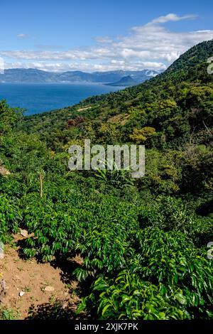 Campo di caffè, trekking al Volcan San Pedro 3020 m, parco ecologico del Volcán San Pedro lago di Atitlán, dipartimento di Sololá , Repubblica del Guatemala Foto Stock