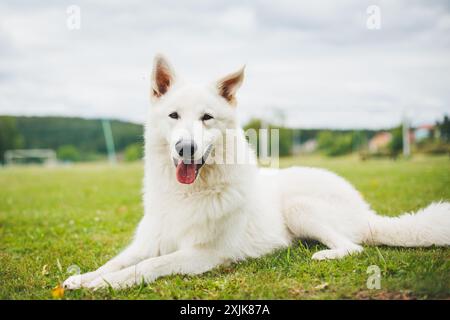 Berger Blanc Suisse (cane da pastore White Suiss) Foto Stock