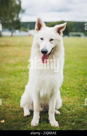 Berger Blanc Suisse (cane da pastore White Suiss) Foto Stock