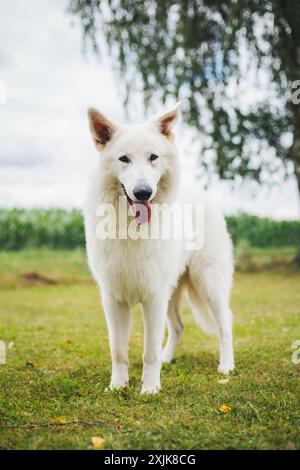 Berger Blanc Suisse (cane da pastore White Suiss) Foto Stock