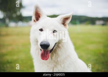 Berger Blanc Suisse (cane da pastore White Suiss) Foto Stock