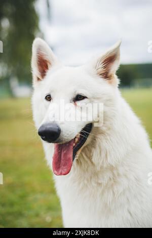 Berger Blanc Suisse (cane da pastore White Suiss) Foto Stock