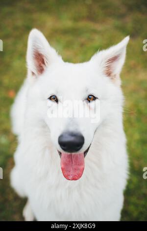 Berger Blanc Suisse (cane da pastore White Suiss) Foto Stock