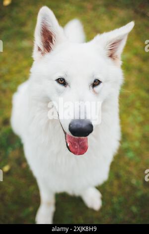 Berger Blanc Suisse (cane da pastore White Suiss) Foto Stock