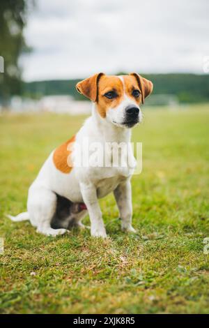 Jack Russell Terrier Foto Stock