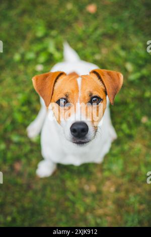 Jack Russell Terrier Foto Stock