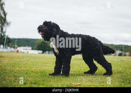 Cao de Aqua Portugues (cane acquatico portoghese) Foto Stock