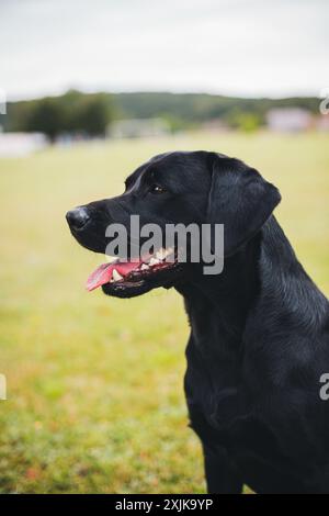 Linea di lavoro Labrador Retriever Foto Stock