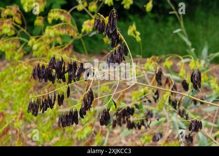 Giardino del cottage. Isatis cresce in montagna. Fiori di viola in fiore. Fiori coltivati. Soleggiato. Foto Stock