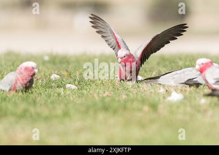 Un piccolo stormo di cacatua petto di rose si sta nutrendo su un campo erboso mentre un cacatua tenta con le ali allungate di atterrare in mezzo al gregge. Foto Stock