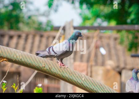 Primo piano di un piccione appollaiato su una pipa, caratterizzato da colori vivaci con sfondo sfocato, che creano un ambiente sereno in giardino. Foto Stock