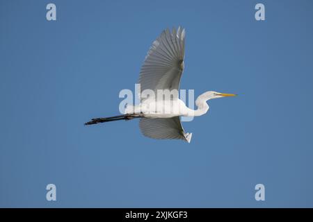 Un'unica grande egretta bianca con ali allungate vola attraverso un cielo azzurro e cristallino per atterrare sulle paludi di San Lorenzo. Foto Stock