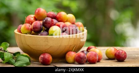 Prugne rosse biologiche fresche in ciotola su un tavolo di legno in giardino, frutta secca Foto Stock
