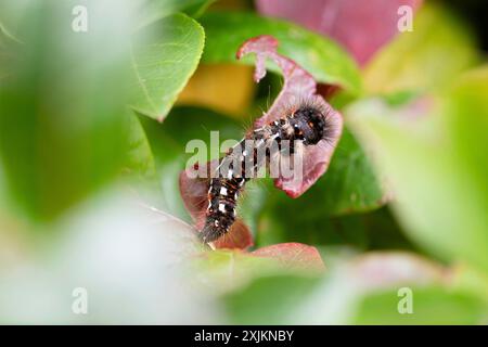 Erba del nodo (Acronicta rumicis), bruco che si nutre su una foglia, Renania settentrionale-Vestfalia, Germania Foto Stock