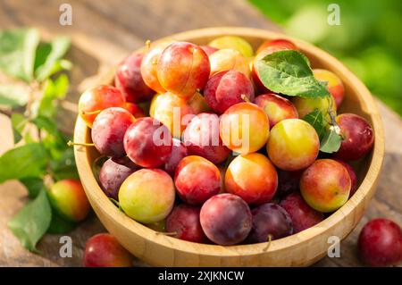 Prugne rosse biologiche fresche in ciotola su un tavolo di legno in giardino, frutta secca Foto Stock